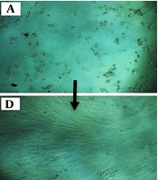 Gene Cell Tissue